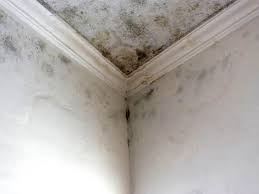 Best Basement Mold Removal in Slippery Rock, PA